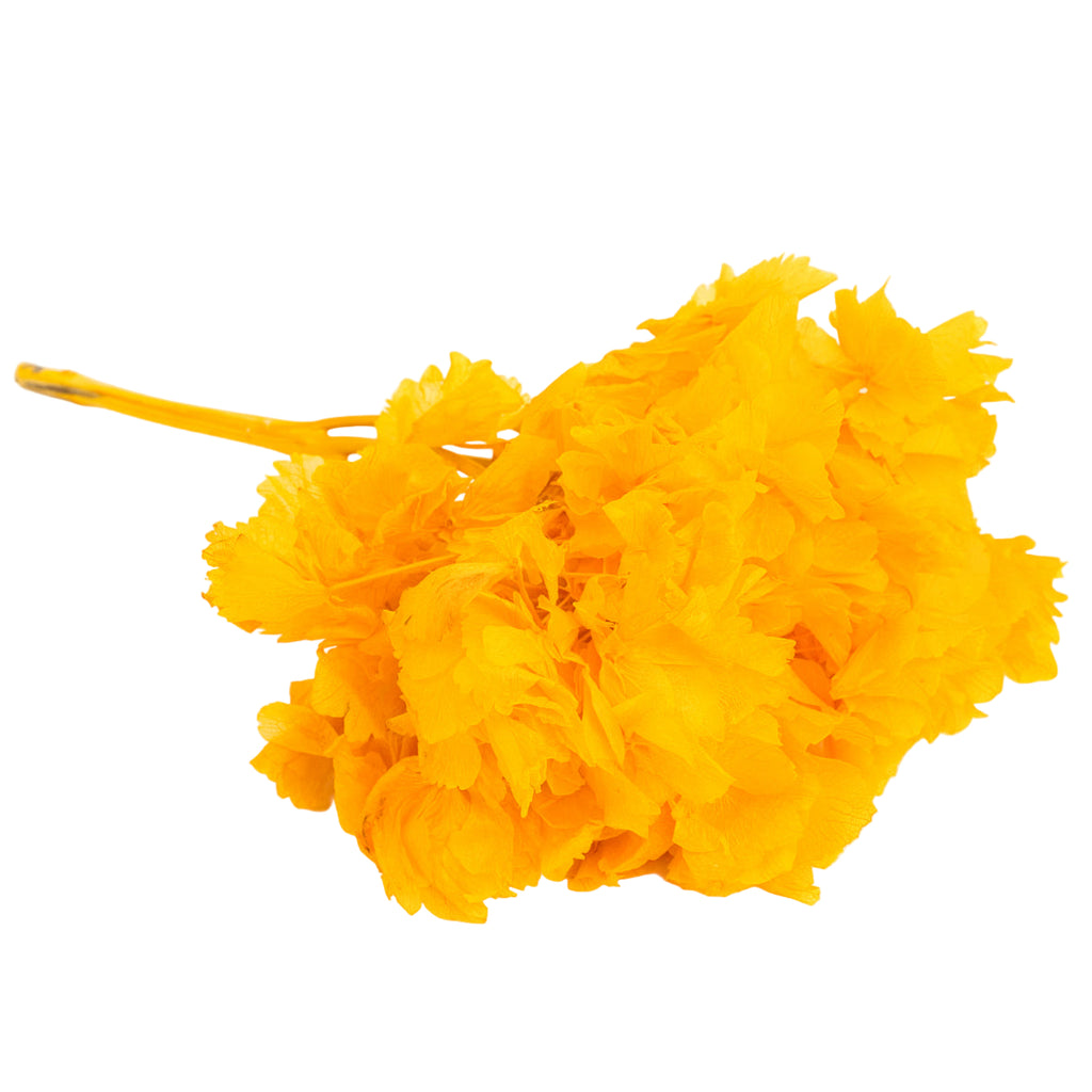 Frida's Favorite Mix&Match