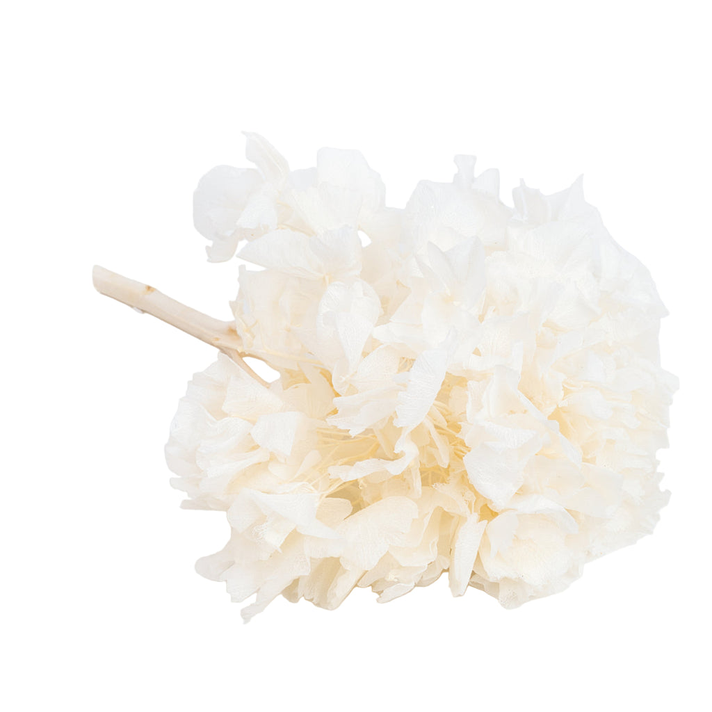 Frida's Favorite Mix&Match