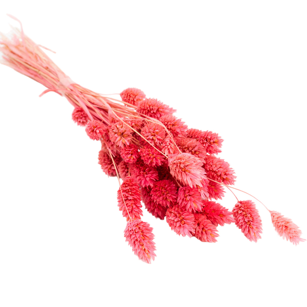 Frida's Favorite Mix&Match