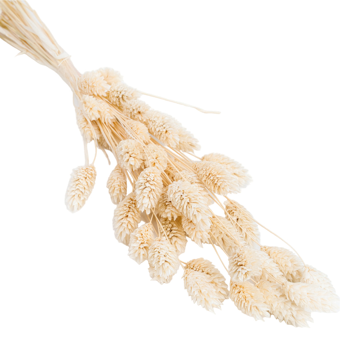 Frida's Favorite Mix&Match